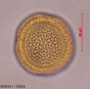ISEM 1/Hedyosmum_cuatrecazanum_29307/Hedyosmum_cuatrecazanum_29307_0001(copy)_thumb.jpg